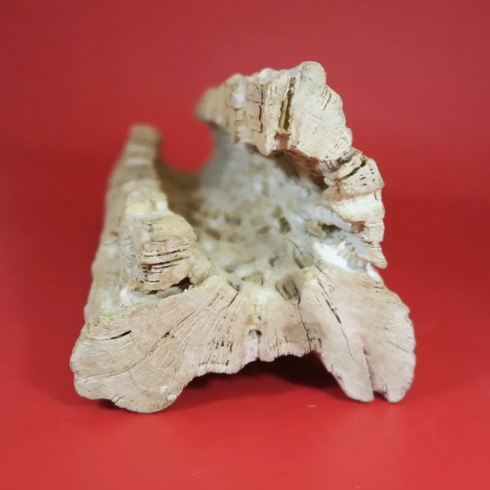 Cactus Wood Decoration for Aquarium Tank 1 pc